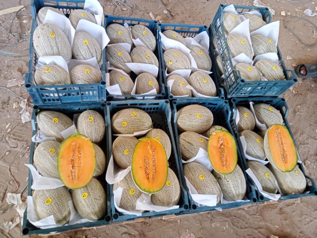 Product image - We offer you  fresh melon available now for any inquiries please contact me
Best Regards
Merna Hesham
Tel: 0020402544299    Cell(whats-app) 00201093042965     email: alshamsexporting@yahoo.com